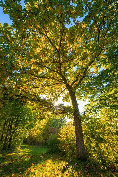 Sunny autumn tree by Rob Christiaans