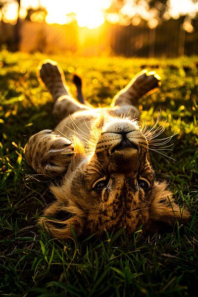 Jeune lion au coucher du soleil par Art & Soul Creations
