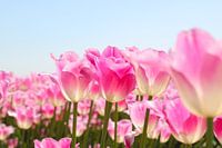 Frühling in Farbe | Tulpenfeld