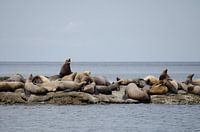 Sea Lions Steveston Canada