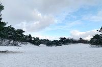 Forêt et dunes en hiver avec la neige