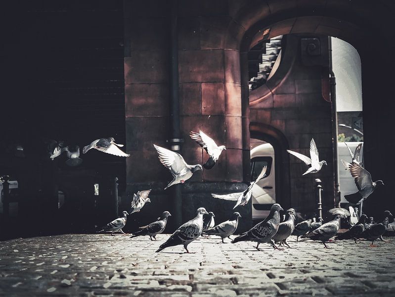 Oiseaux Oiseaux Oiseaux par Iman Azizi