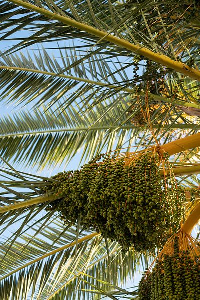 Green fruits of a date palm by Adriana Mueller
