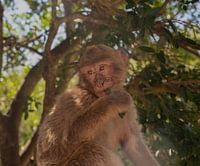 Singe du rocher de Gibraltar