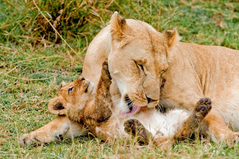 Lioness cleaning young by Peter Michel