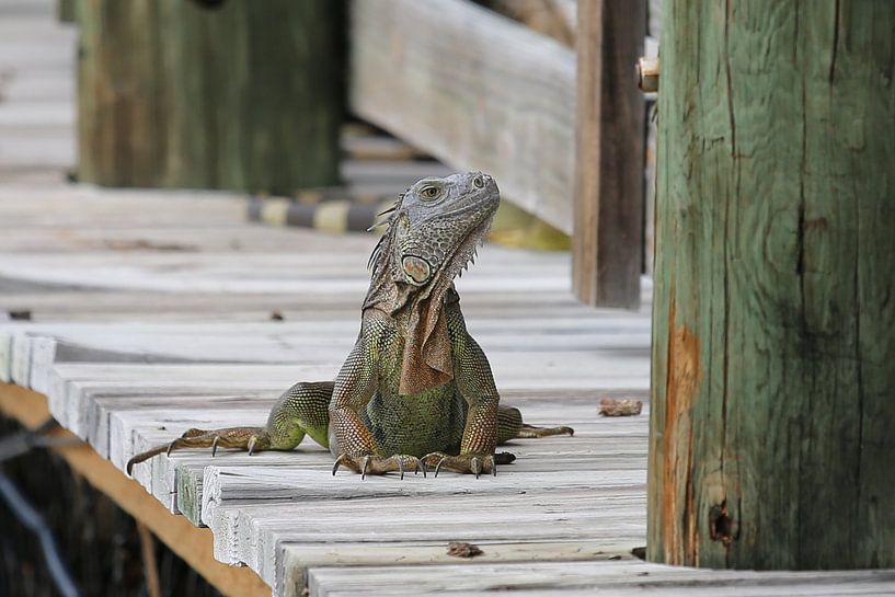 Leguaan von Linda Ubels