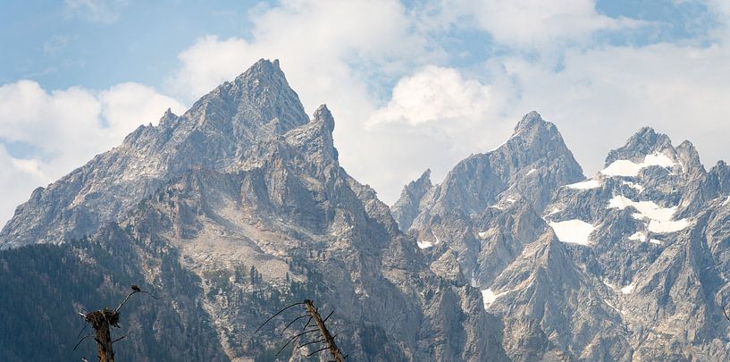 Parc national de Grand Teton, États-Unis, Balbuzard pêcheur au nid en haut des arbres par Jeroen van Deel