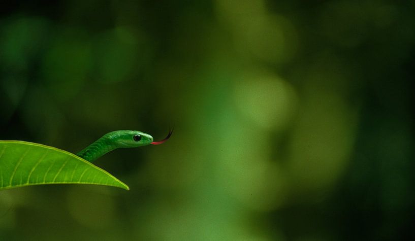 446 Green Boomslang Kenya - Scan von Analogfilm von Adrien Hendrickx