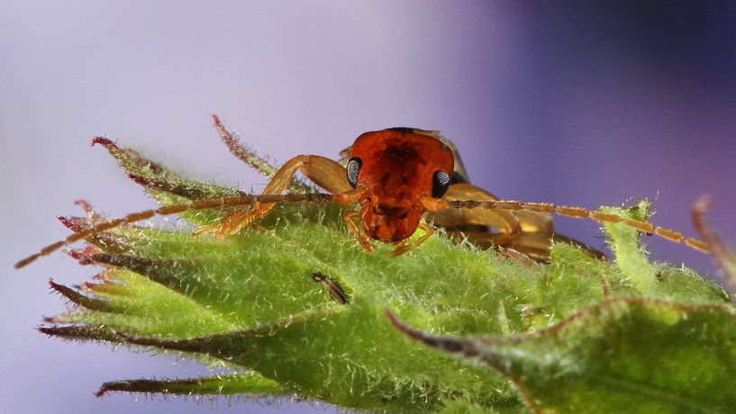 Insect Oorworm 16x9 par Joop de Lange