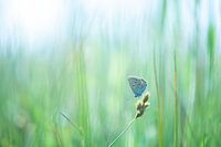 Icarus blue in Green Field | Nature Photography