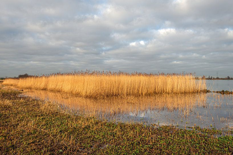 Yellowed reed in the Dutch National Park De Biesbosch by Ruud Morijn