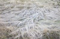 Schlafplatz der Rehe