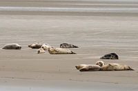Siegel am Platz des Engländers