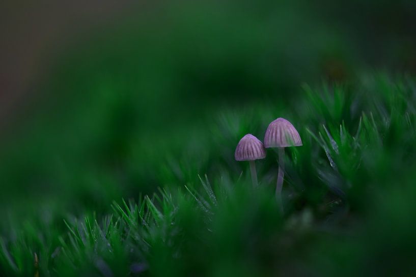 Pilz zwischen dem Moos von Anne Jacobs