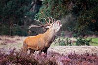 Red deer oestrus
