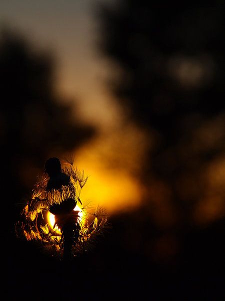 Le centre 2 par Miriam Meijer, en pleine campagne.....