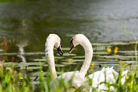 Swans in love in wonder
