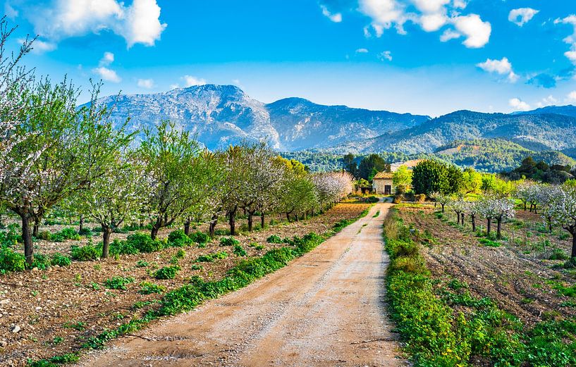 Belle journée de printemps avec un paysage d'île idyllique à Majorque, Espagne par Alex Winter