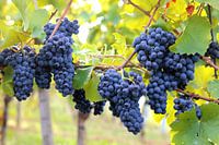Red grapes on the vine