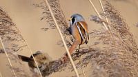 Bearded reedling 5