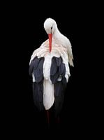 Der Storch, kein Vogel regt die Phantasie mehr an!