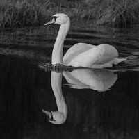 Zwaan in zwart wit