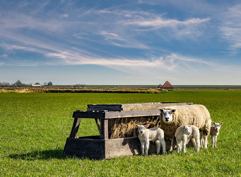 brebis mère avec agneaux texel  par Texel360Fotografie Richard Heerschap