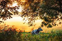 Une vache dans un pré du paysage néerlandais dans le brouillard d'automne