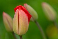 Des tulipes en plein essor