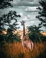 Girafe dans le parc Kruger, Afrique du Sud