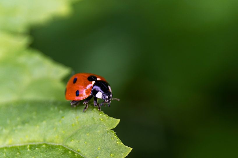 Coccinelle par Ann Motet