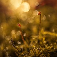 Inside the world of moss