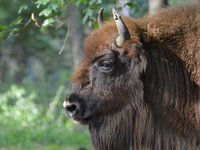 Wisent