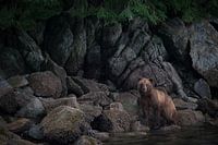 Brown bear in Alaska