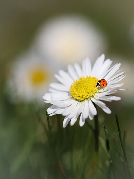 Coccinelle sur une marguerite , Lieveheerbeestje op een madeliefje , coccinelle sur une marguerite par Christina Bauer Photos