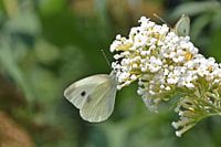 Cabbage white on butterfly bush