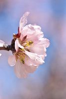 Almond blossom