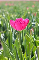 Einfach besonders...