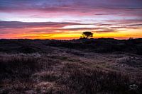 L'heure d'or dans les dunes d'Ameland