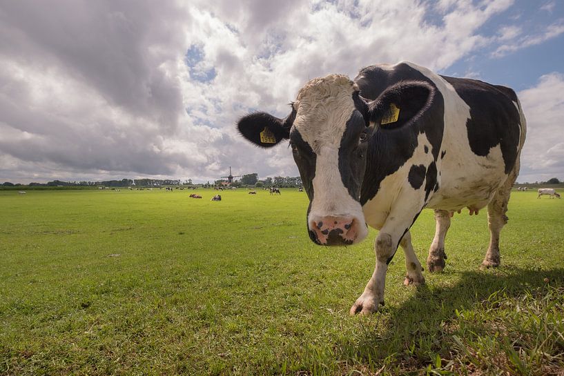 Vache curieuse par Moetwil en van Dijk - Fotografie