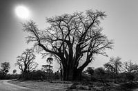 Afrikaanse Baobab in Zimbabwe
