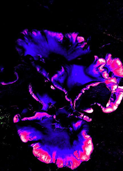 no name par ton langbroek