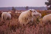 Herfstglorie van de Veluwe - Schaap nr. 1