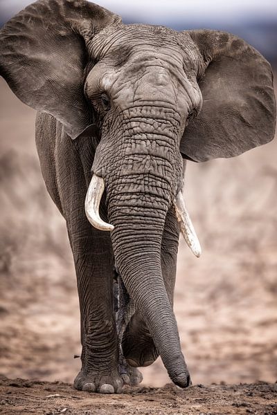 Elefant von Design Wall Arts