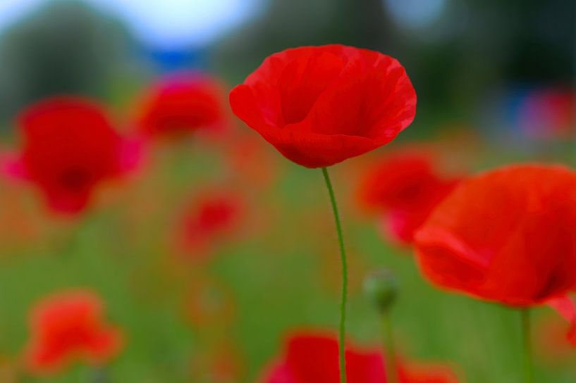 Dreamy field of poppies by Peter Bartelings