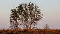 Birkenhain im Abendlicht