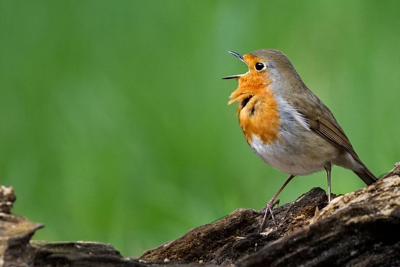 Aus voller Kehle singen... von AudFocus - Audrey van der Hoorn