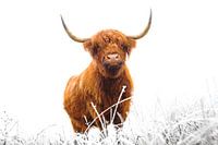 Schottischer Highlander