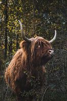 Schöner, imposanter schottischer Highlander