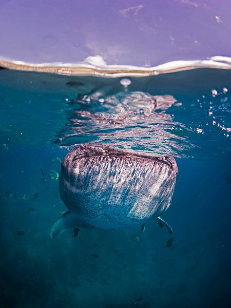 Whale shark in the blue water by thomas van puymbroeck